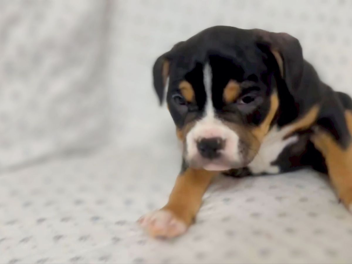 Female American Bully&nbsp;$2,500.00