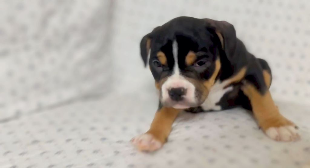 Female American Bully&nbsp;$2,500.00