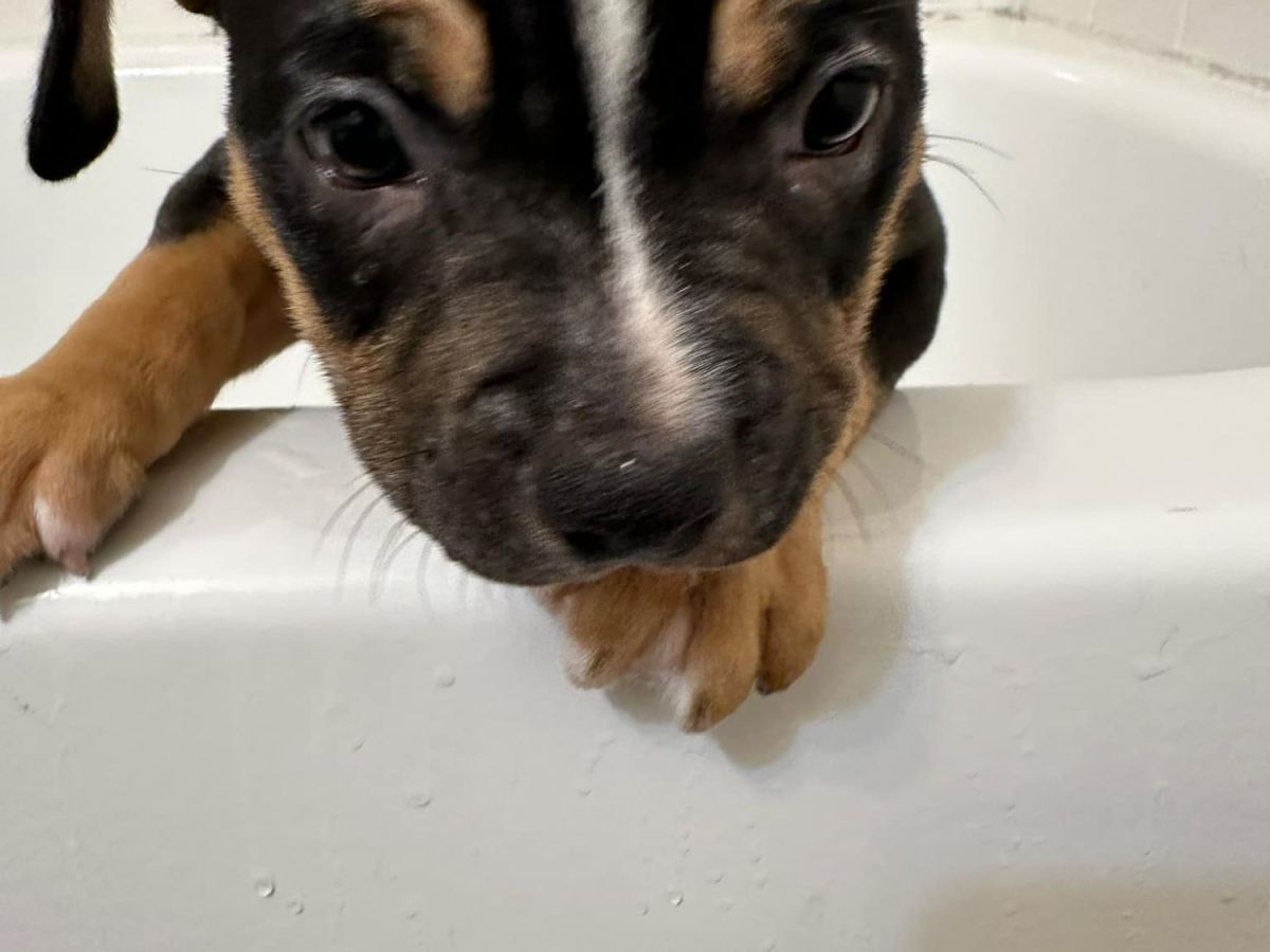 Male American Bully&nbsp;$2,500.00