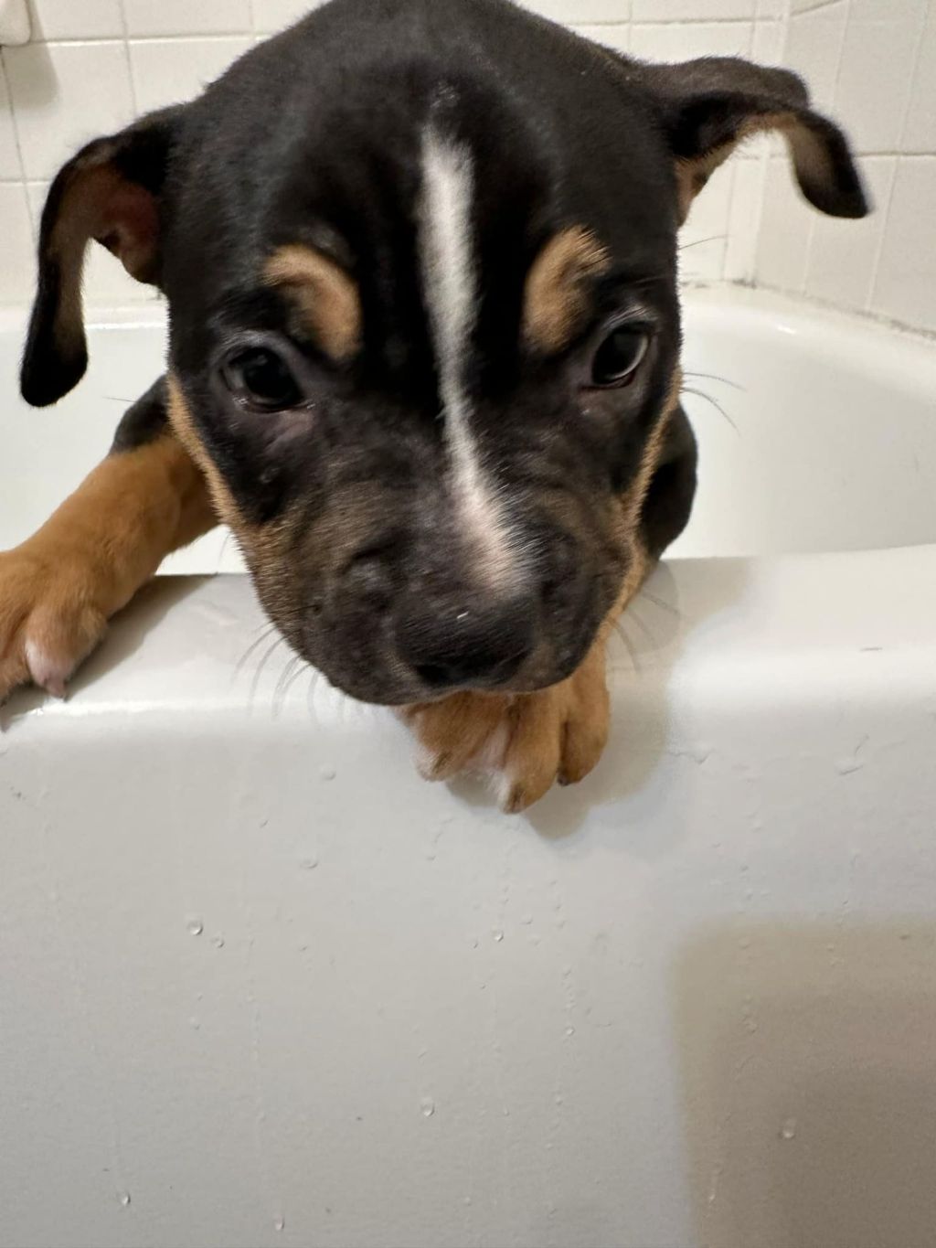 Male American Bully&nbsp;$2,500.00