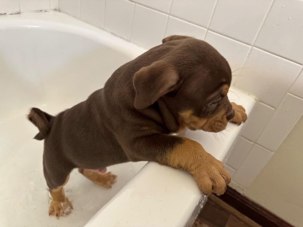 Male American Bully&nbsp;$2,500.00